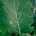 Untitled design (1)_edited_edited.jpg