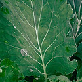 Untitled design (1)_edited_edited.jpg