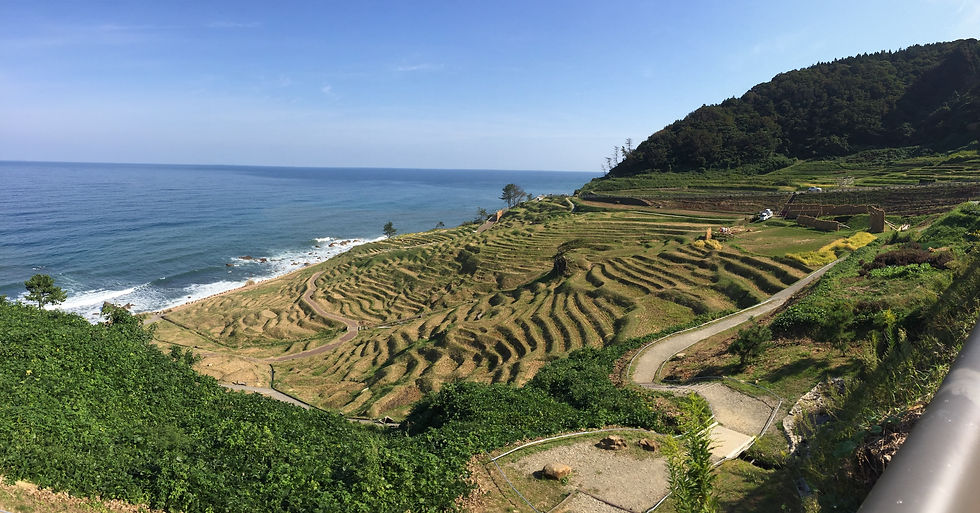 Rice terrace field