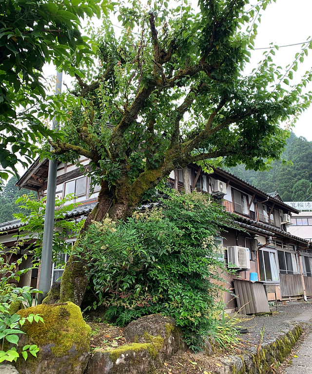 GOENNE x Minowa | Where to get Urushi Japanese Lacquer