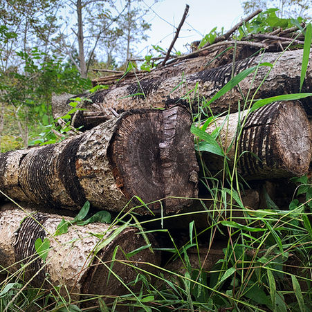From Tree to Treasure: Shiro Yanagi’s Urushi Journey