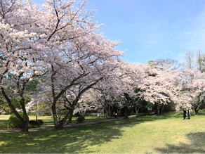 Pink Paradise: How To Celebrate Cherry Blossom Season Anywhere In The World