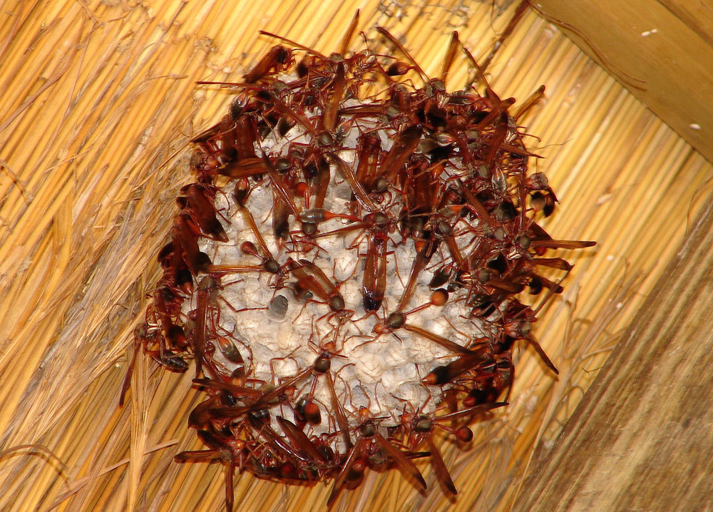 Insects I Love - The Needle Waisted Paper Wasp | The Go-To Guy