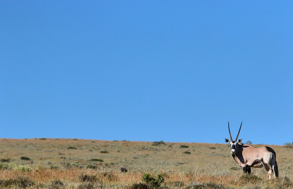 Animals I Love The Gemsbok The GoTo Guy