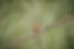 Birds I Love - The African Pygmy Kingfisher