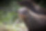 Animals I Love – The Banded Mongoose