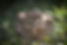 Birds I Love – The Water Thick - Knee