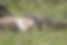Tales of Nature – The African Rock Python and The Impala