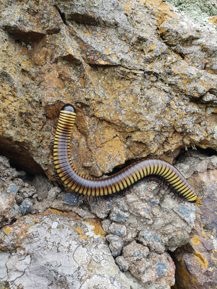Insects I Love - The Zebra Millipede | The Go-To Guy