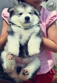 Thumbnail: Chó Alaska