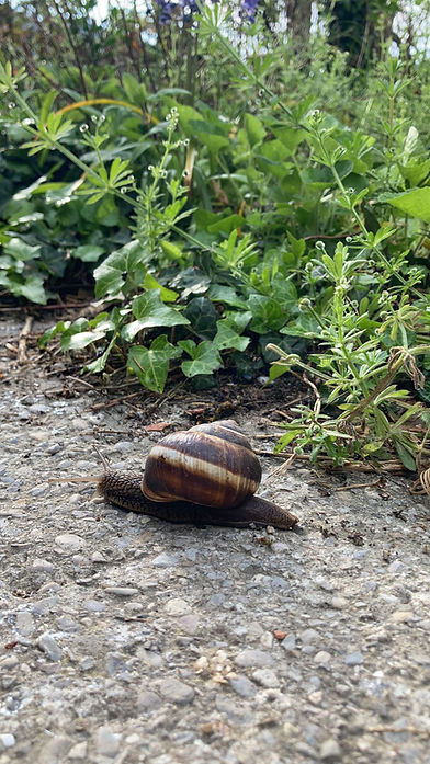 Escargot.jpg