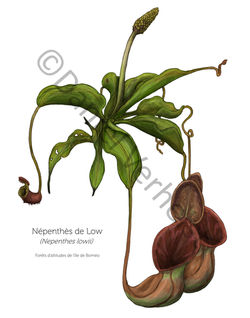 Nepenthes
