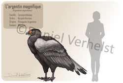 fiche argentavis