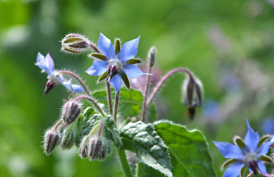 Close-up view of borage flowers in a garden