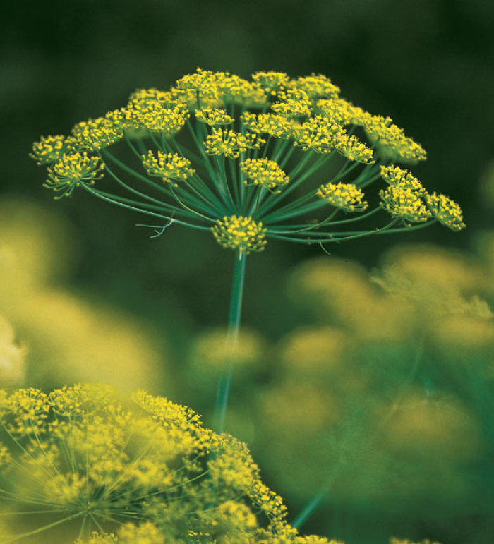 Close-up of a yellow dill flower, with delicate clusters against a blurred green background, creating a serene and natural mood.