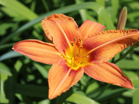So, what are Flower Essences?