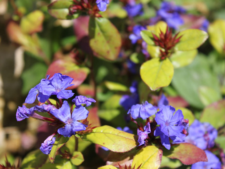 History of modern Flower Essences