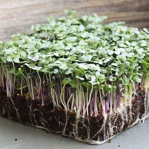 Unleashing the Magic: How Urban Soil Microgreens Can Transform Your Organic Kitchen into a Health Haven