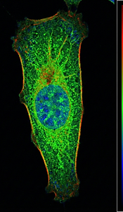 Gemini_Generated_Image_24yylu24yylu24yy (2).png