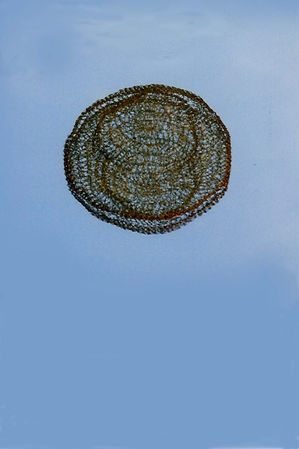 copper skullcap