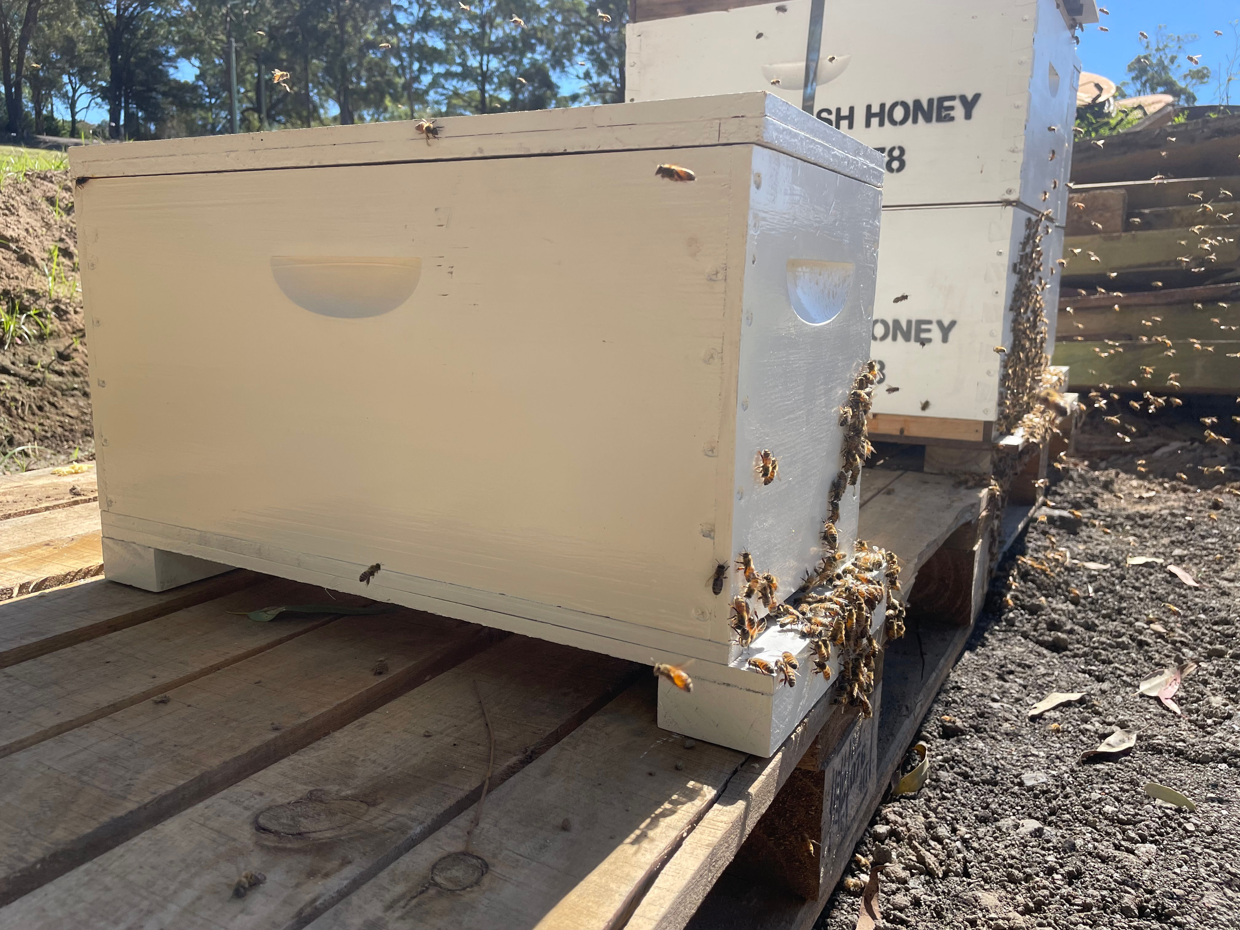 5 Frame Nuc Hive