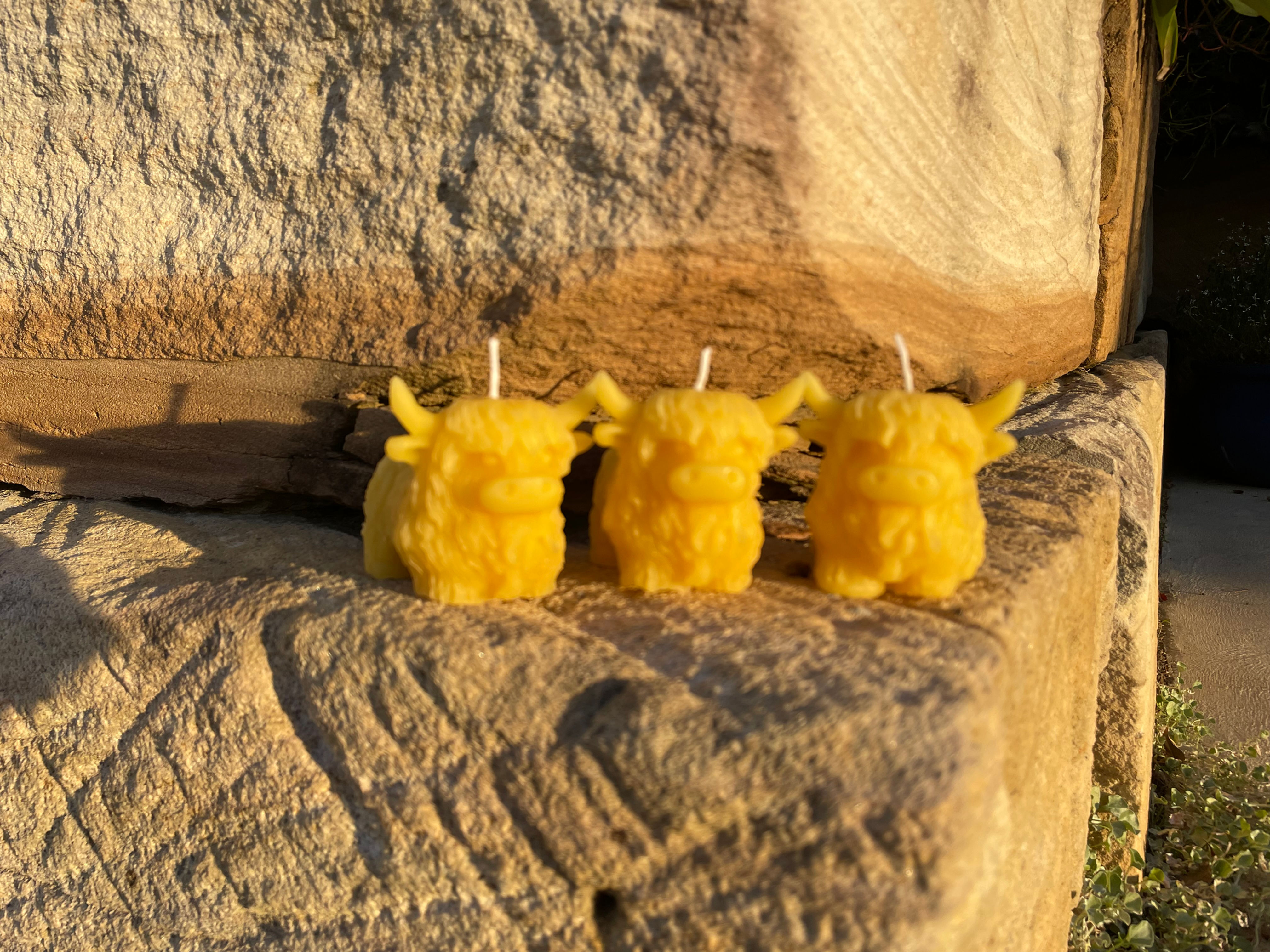 Baby Highland Cow Candles