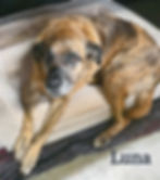 Luna, the inspiration behind Luna Events Canada and its magical community events.