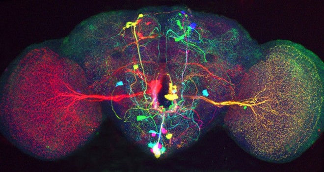 NEUROCIENCIA
“La realidad con la que convivimos es una simulación de nuestro cerebro”