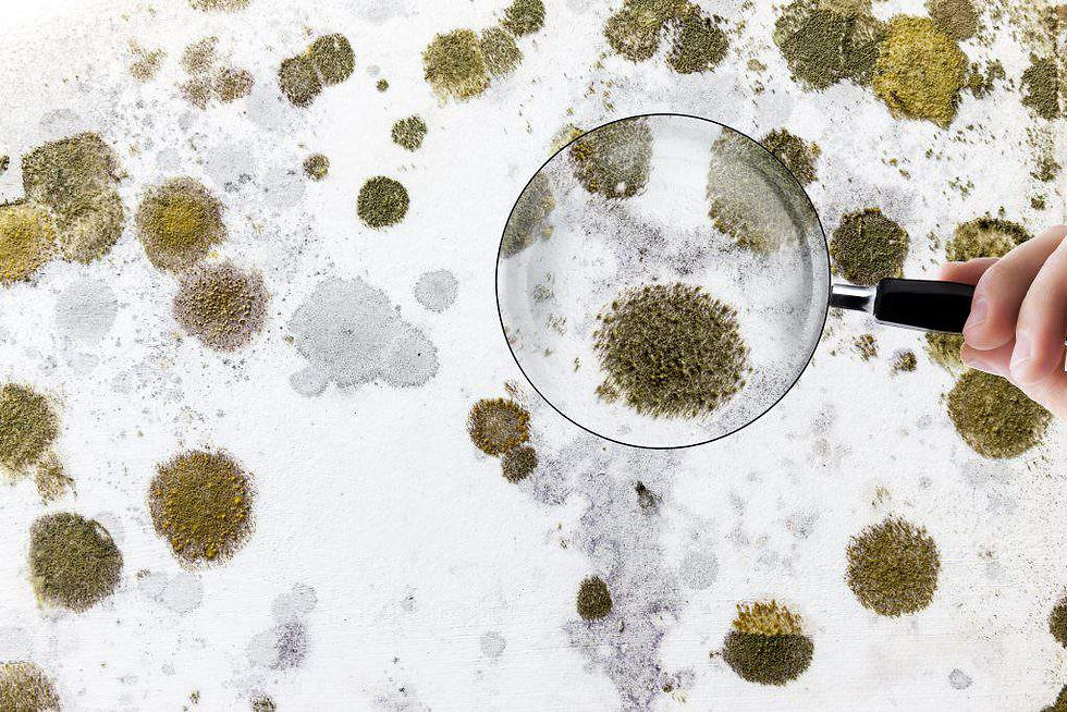What is Mold?