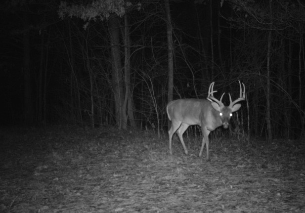 Game Cam Deer