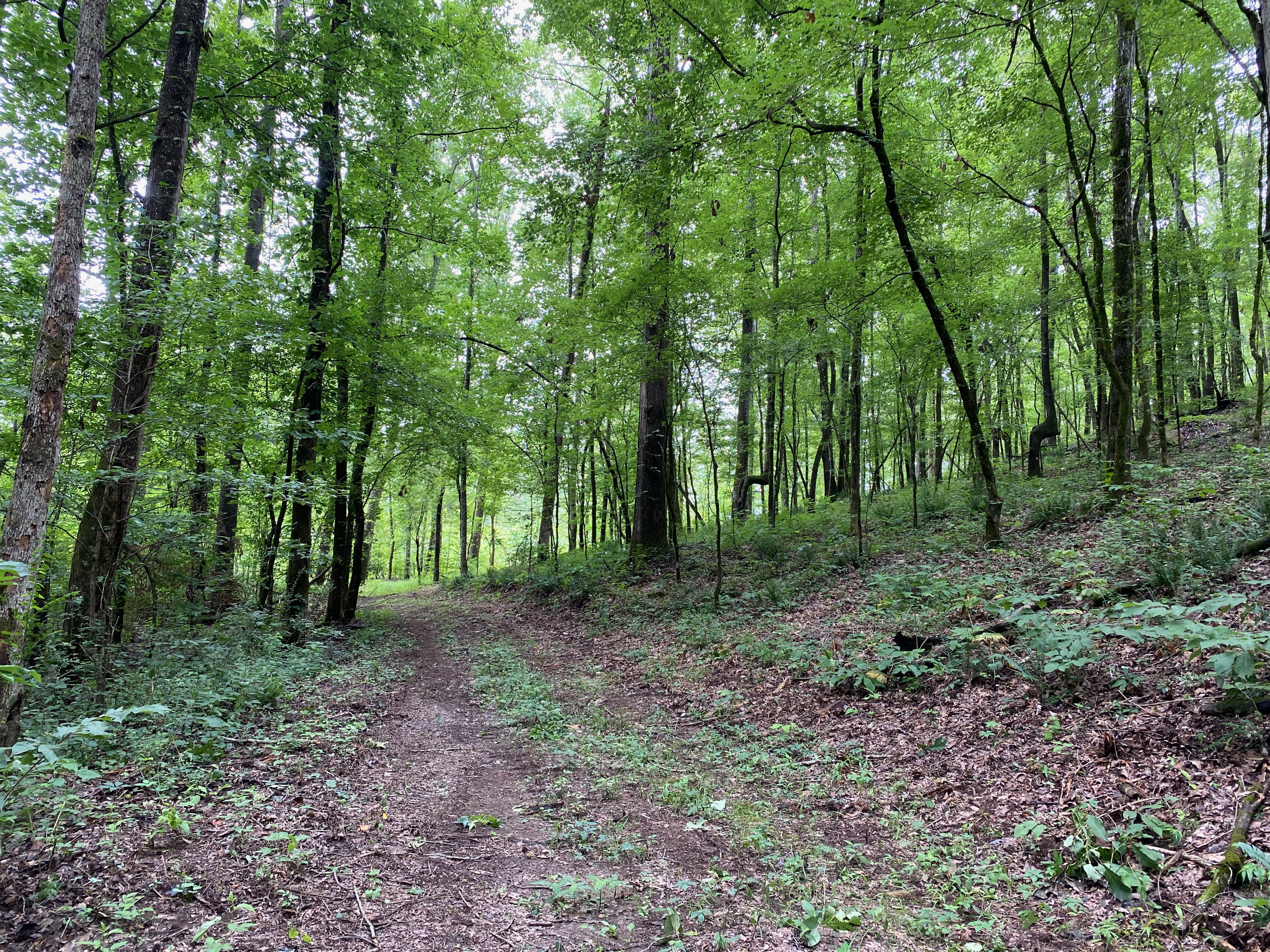 Woods Road