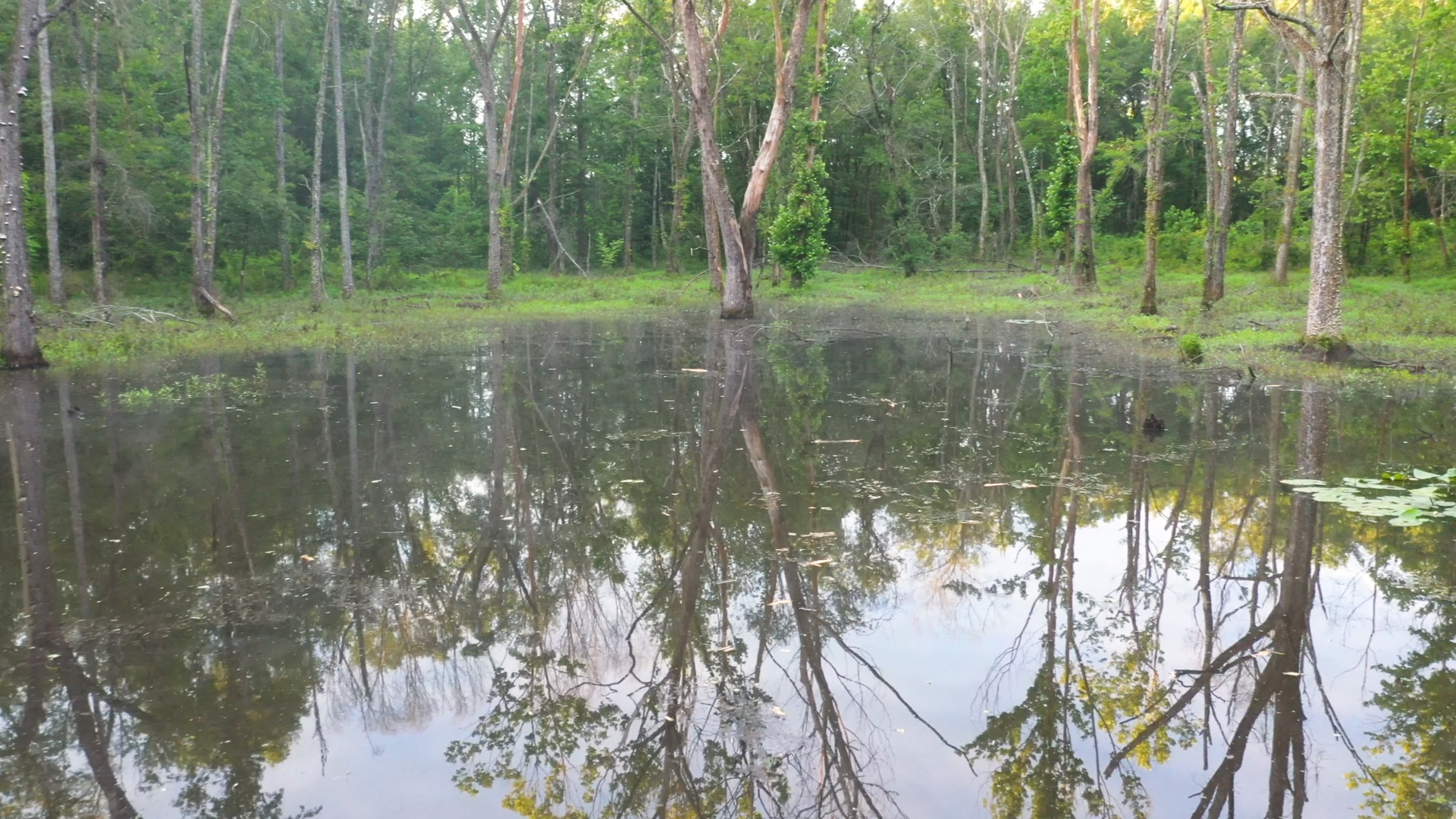 Duck Pond