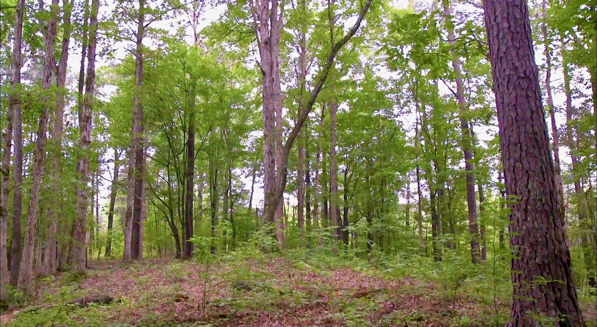 Mature Timber