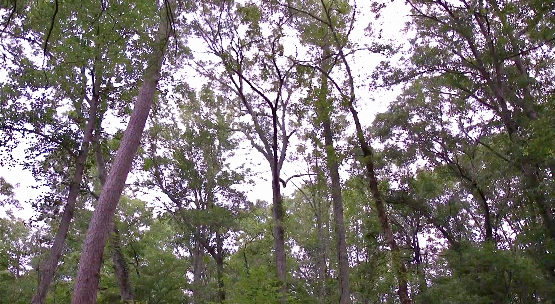 Timber