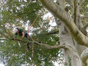Understanding the Importance of Professional Tree Services