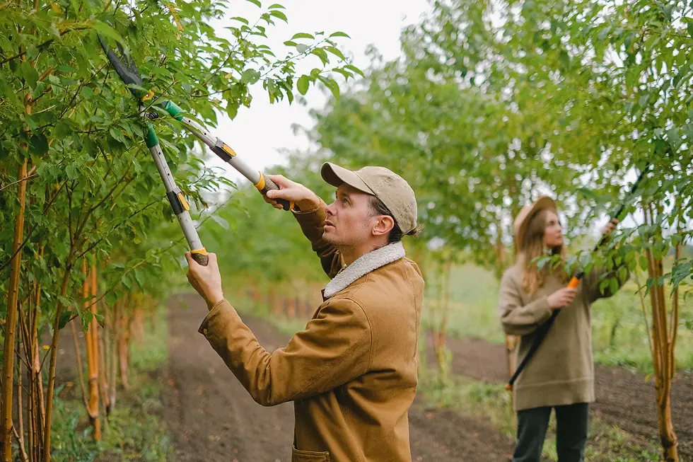 Understanding the Importance of Professional Tree Services