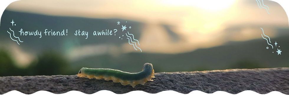 Caterpillar on a wall during sunset