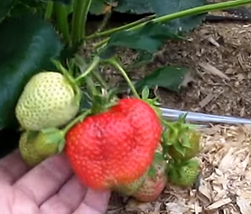 верона а ч .png