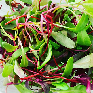 beet chard mix_edited.jpg