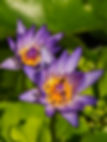 Bees on Blue Lotus