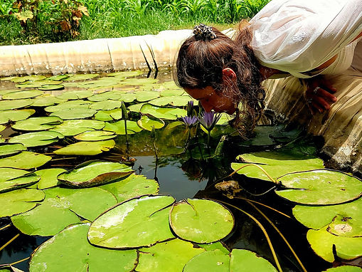 Blue lotus in Egypt
