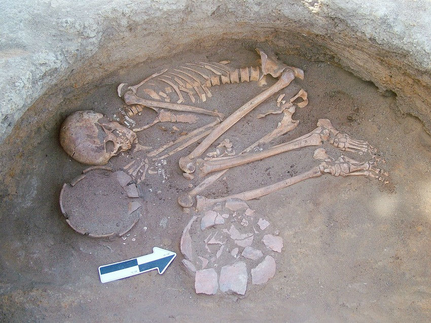 Tubers Clened Ancient Teeth.jpg