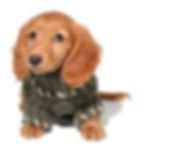 images-20.jpeg