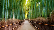 arashiyama.jpeg
