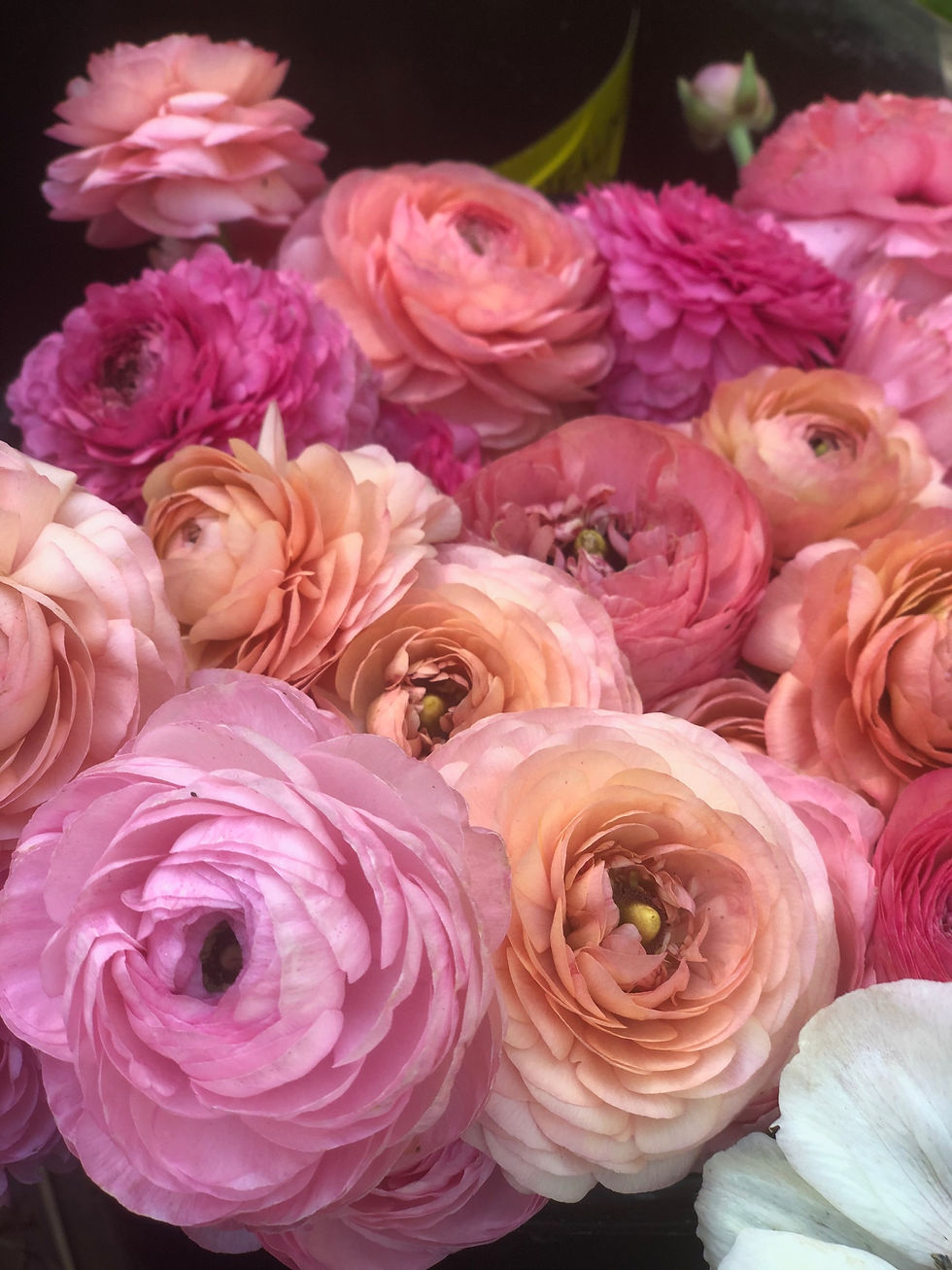 Some of the Many Lessons I have learned from Flower Farming. (Part 1)