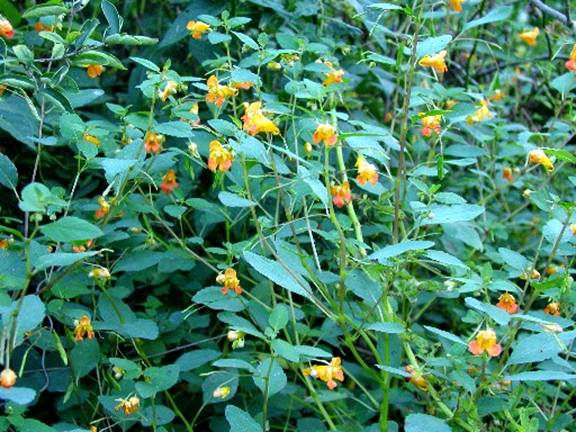 Jewelweed