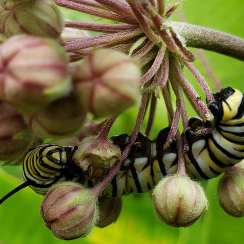 The Incredibly Ravenous Caterpillars
(WEC Monarch Diary Part 1)