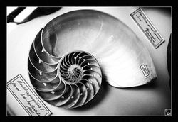Nautilus Shell Inspiration