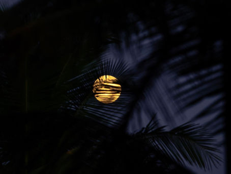 Tábua das Marés em Algodões: como usar e quando aproveitar