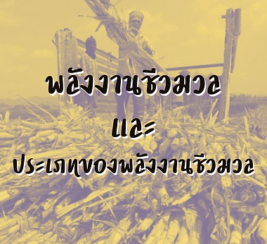 สาเหตุของการเผาอ้อย (8).png